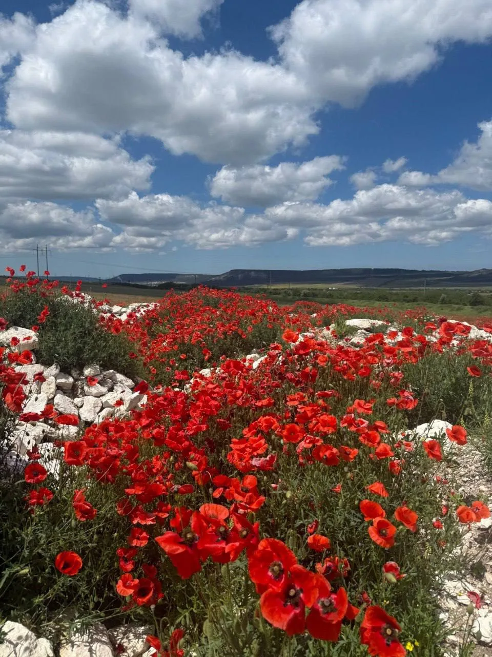 Виноделие, которому больше тысячи лет Виноделие, которому больше тысячи лет